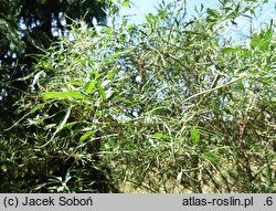 Sambucus nigra Linearis