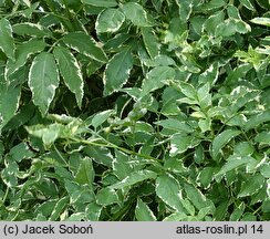 Sambucus nigra Naomi