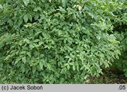 Sambucus nigra Naomi