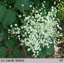 Sambucus nigra Sampo