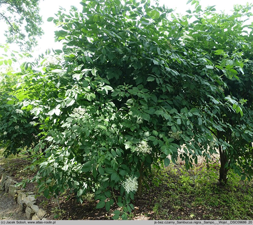 Sambucus nigra Sampo