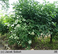 Sambucus nigra Sampo