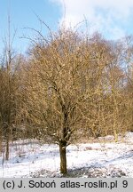 Sambucus nigra (bez czarny)