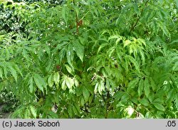 Sambucus racemosa cv. Plumosa Aurea (bez koralowy 'Plumosa Aurea')