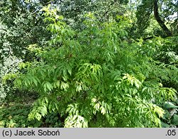 Sambucus racemosa ‘Plumosa Aurea’ (bez koralowy 'Plumosa Aurea')