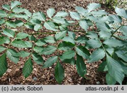 Sambucus cerulea