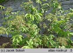 Sambucus sibirica (bez syberyjski)