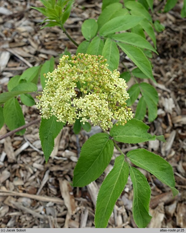 Sambucus sibirica (bez syberyjski)