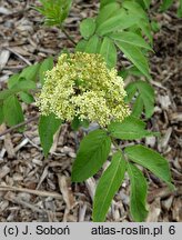 Sambucus sibirica (bez syberyjski)