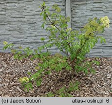 Sambucus sibirica (bez syberyjski)