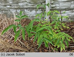 Sambucus sibirica (bez syberyjski)