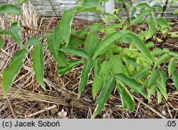 Sambucus sibirica (bez syberyjski)