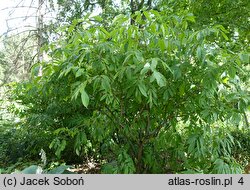 Sambucus callicarpa (bez zachodnioamerykański)