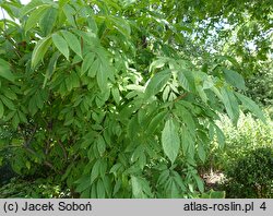 Sambucus callicarpa (bez zachodnioamerykański)