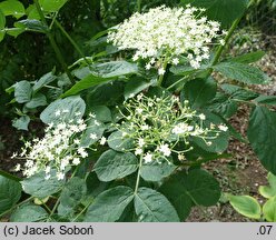 Sambucus callicarpa (bez zachodnioamerykański)