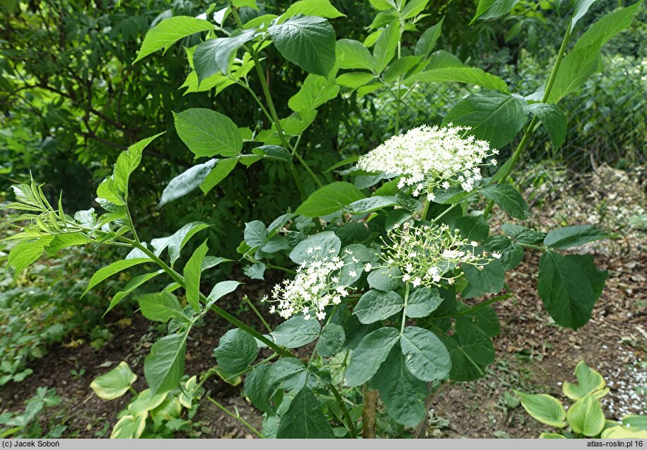 Sambucus callicarpa (bez zachodnioamerykański)