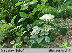 Sambucus callicarpa (bez zachodnioamerykański)