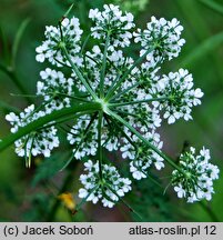 Aethusa cynapium ssp. cynapium (blekot pospolity typowy)