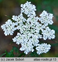 Aethusa cynapium ssp. cynapium (blekot pospolity typowy)