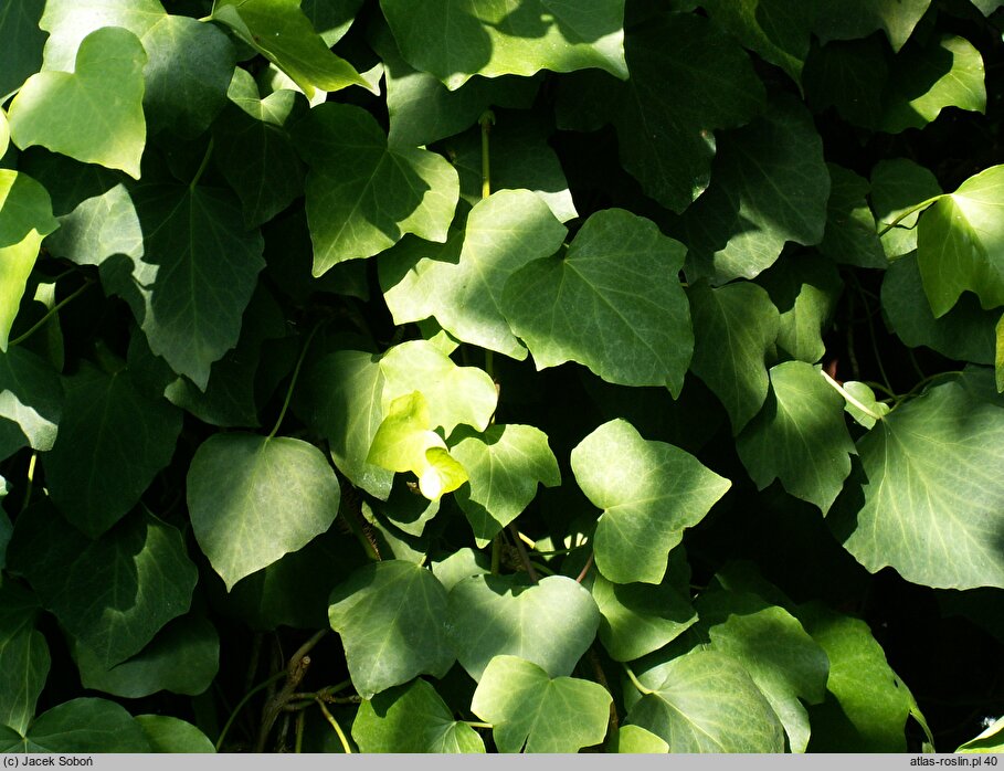 Hedera algeriensis (bluszcz algierski)