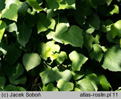 Hedera algeriensis (bluszcz algierski)