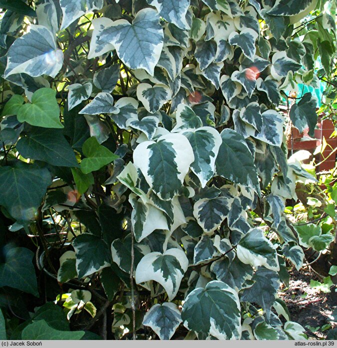 Hedera algeriensis Gloire de Marengo