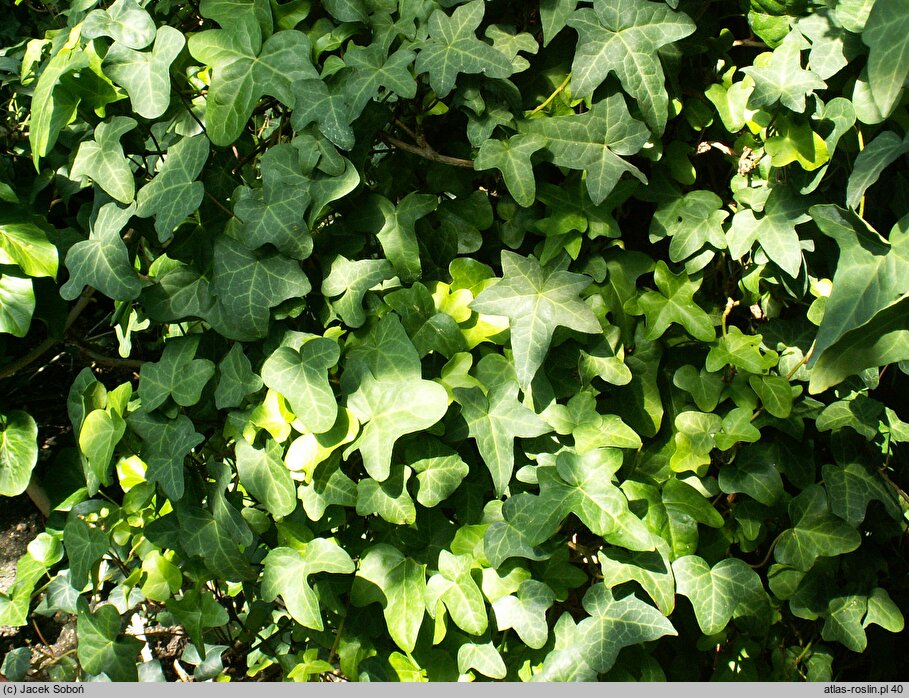 Hedera sinensis (bluszcz chiński)