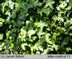 Hedera sinensis (bluszcz chiński)