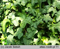 Hedera sinensis (bluszcz chiński)