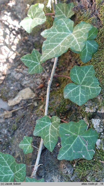 Hedera hibernica (bluszcz irlandzki)