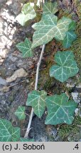 Hedera hibernica (bluszcz irlandzki)