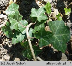 Hedera hibernica (bluszcz irlandzki)