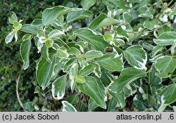 Hedera rhombea Variegata