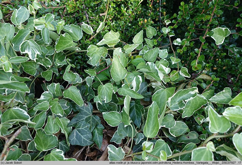 Hedera rhombea Variegata