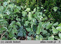 Hedera rhombea Variegata