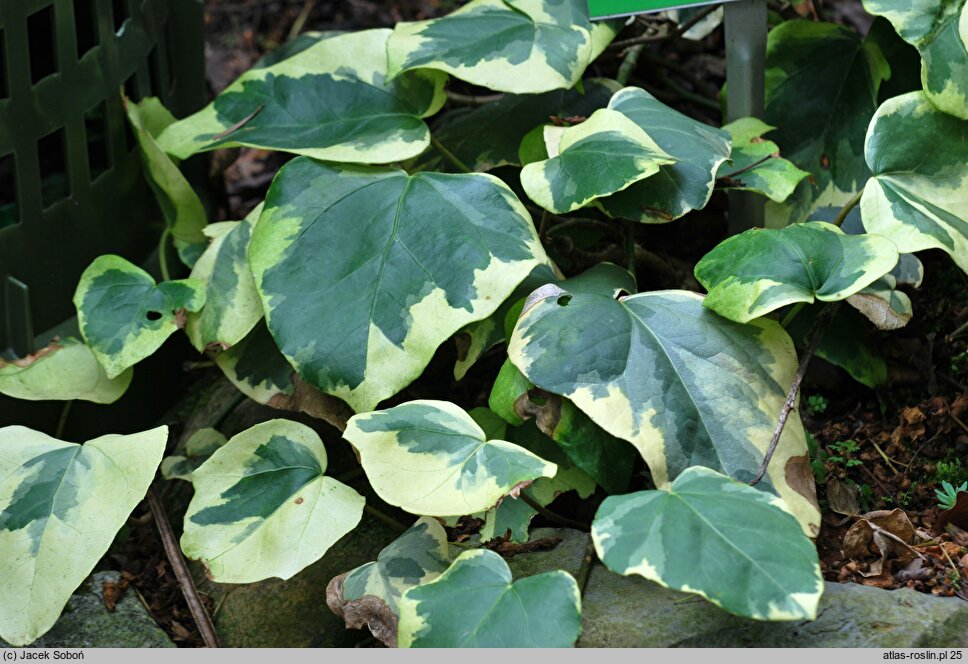 Hedera colchica Aurea