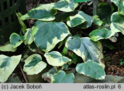 Hedera colchica Aurea