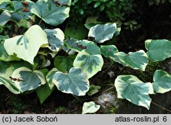 Hedera colchica Aurea