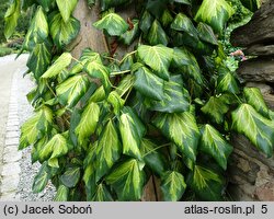 Hedera colchica Sulphur Heart