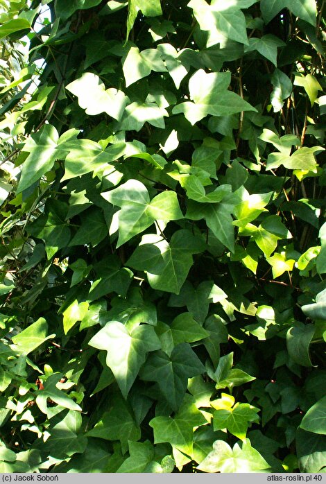 Hedera maroccana (bluszcz marokański)