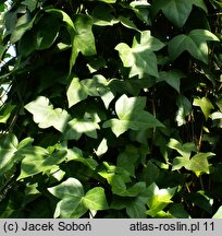 Hedera maroccana (bluszcz marokański)