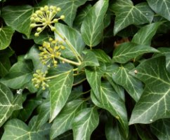 Hedera helix