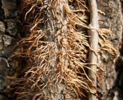 Hedera helix