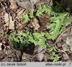 Hedera helix Silver Butterflies