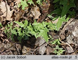 Hedera helix Silver Butterflies