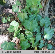 Hedera helix Angularis