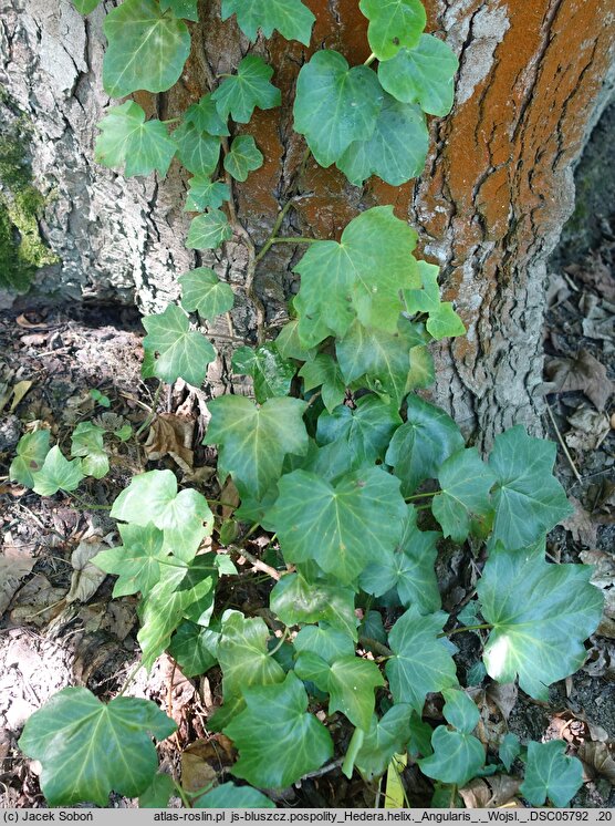 Hedera helix Angularis