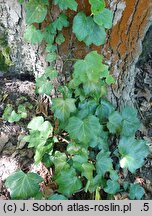 Hedera helix Angularis