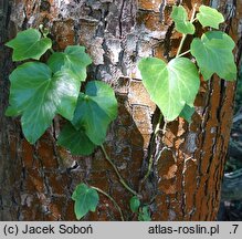 Hedera helix Angularis