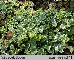 Hedera helix Cecilia